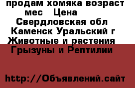 продам хомяка возраст 5 мес › Цена ­ 1 000 - Свердловская обл., Каменск-Уральский г. Животные и растения » Грызуны и Рептилии   